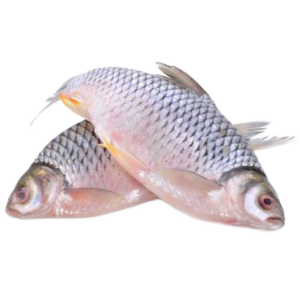 TILPIA Nile Perch