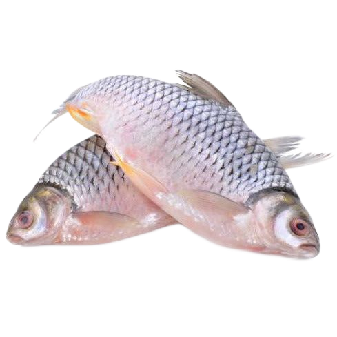 Tilapia